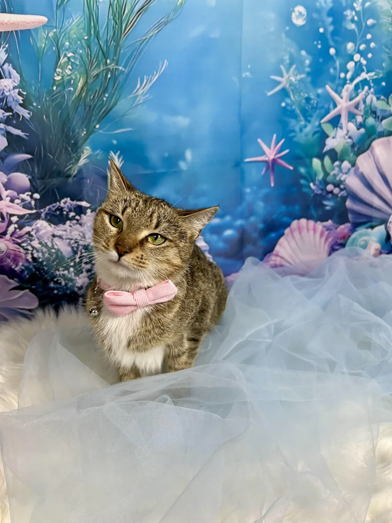 Starfish thumbnail 2