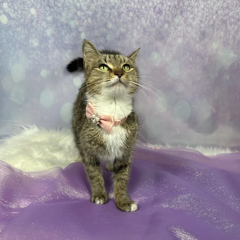 Starfish thumbnail 3