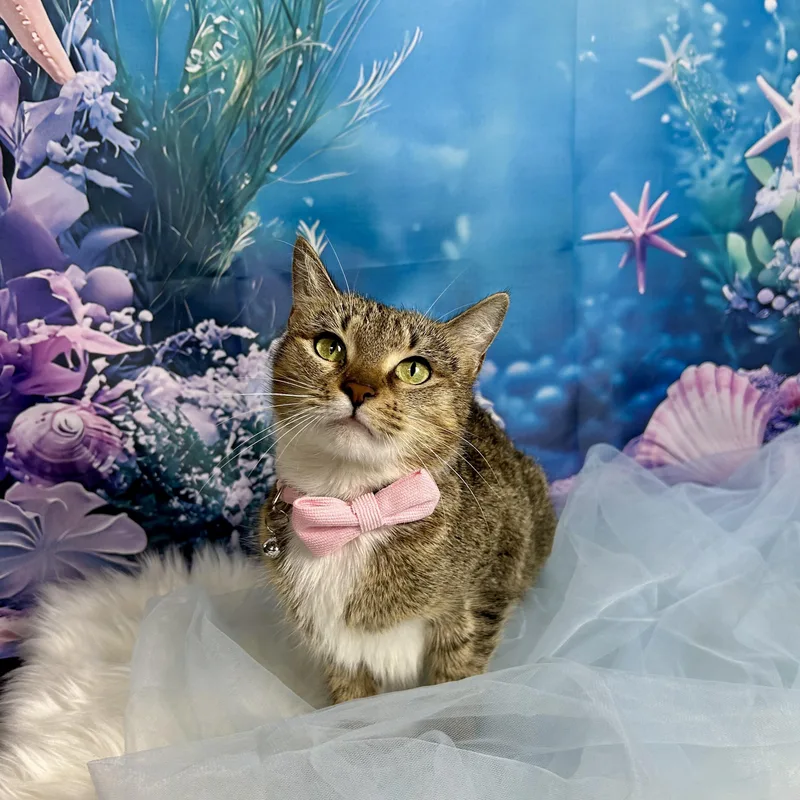 Starfish thumbnail 4