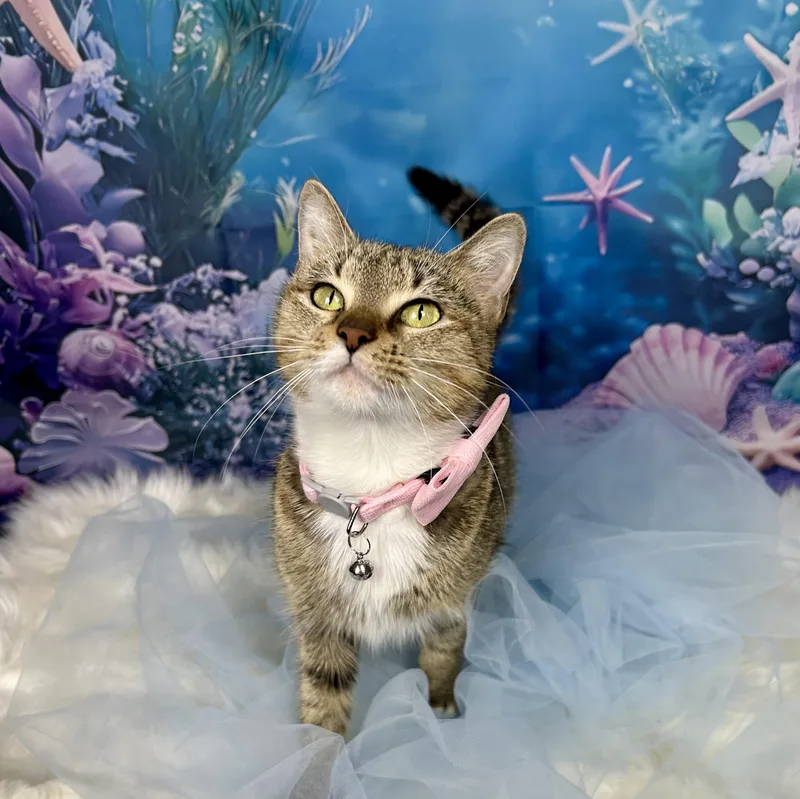 Starfish thumbnail 5