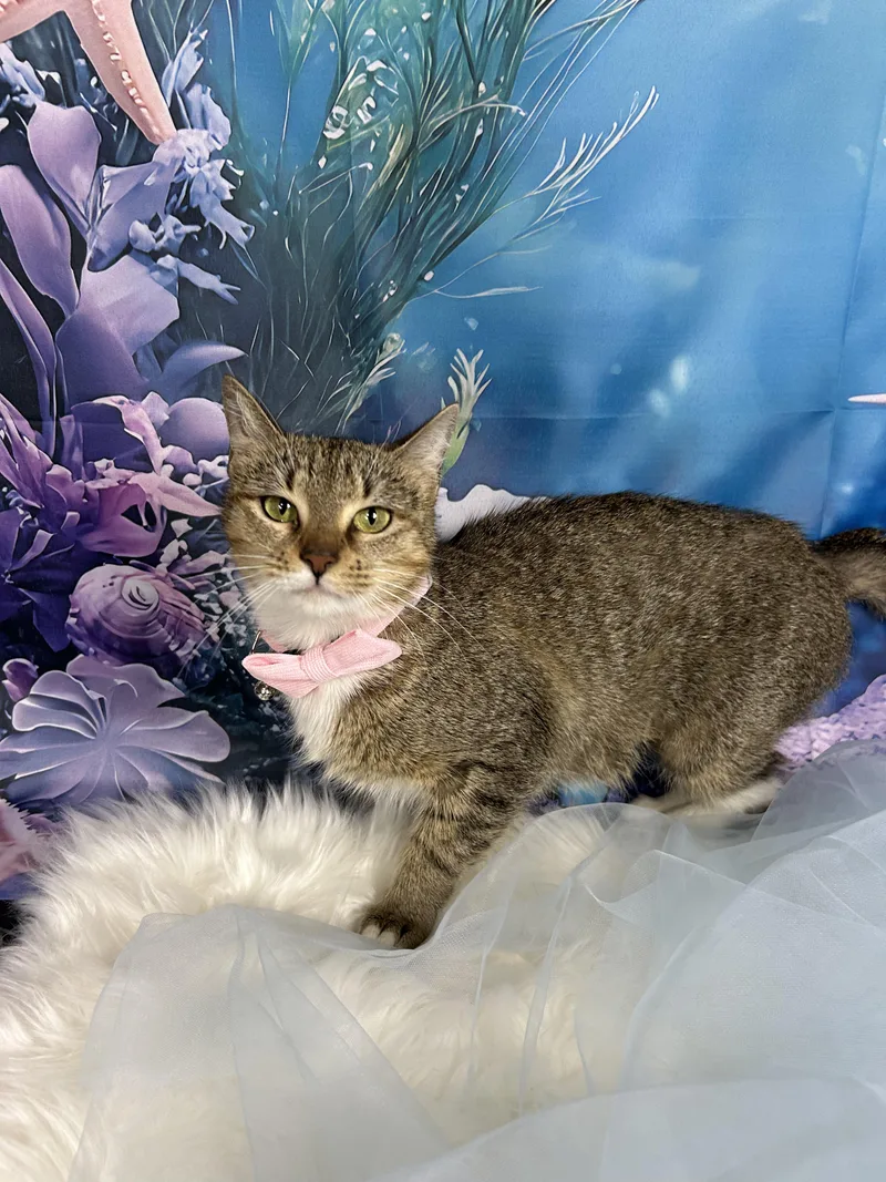 Starfish thumbnail 6