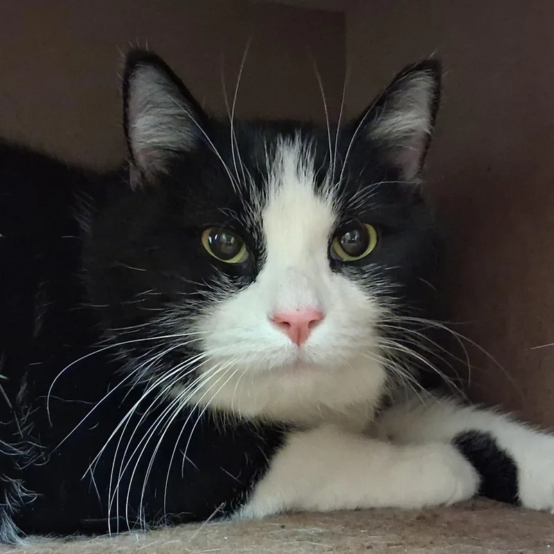 Tattiana thumbnail 2