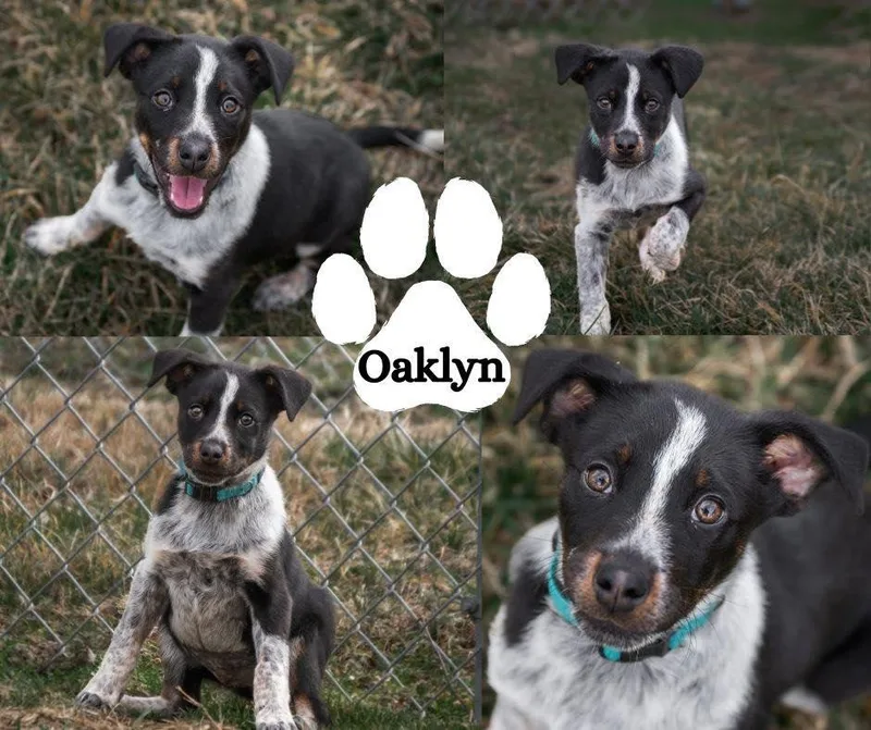 Oaklyn thumbnail 3