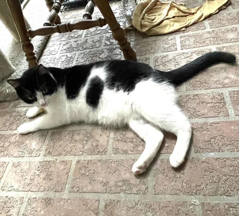 Felix Bondedtosqueakers thumbnail 2