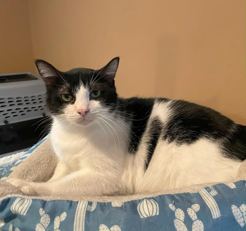 Felix Bondedtosqueakers thumbnail 3