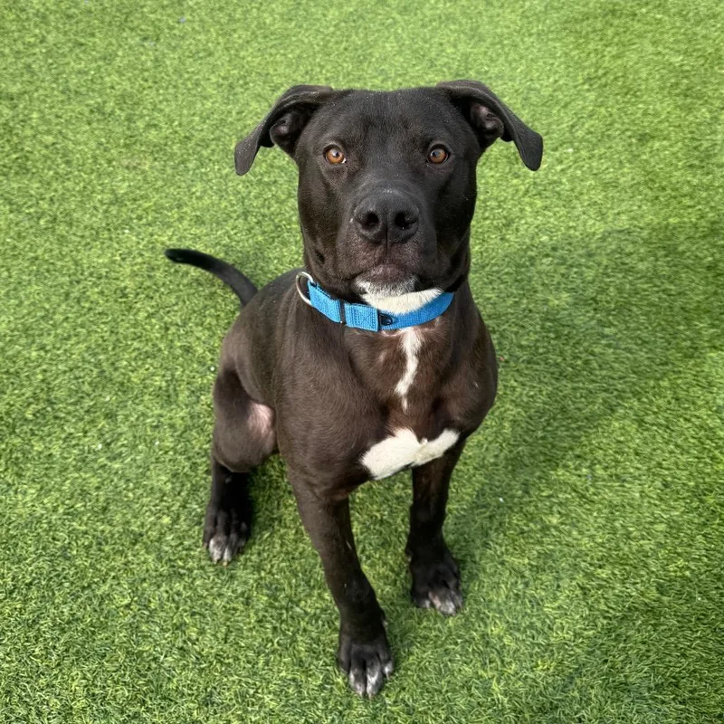 Brownie Sundae thumbnail 3