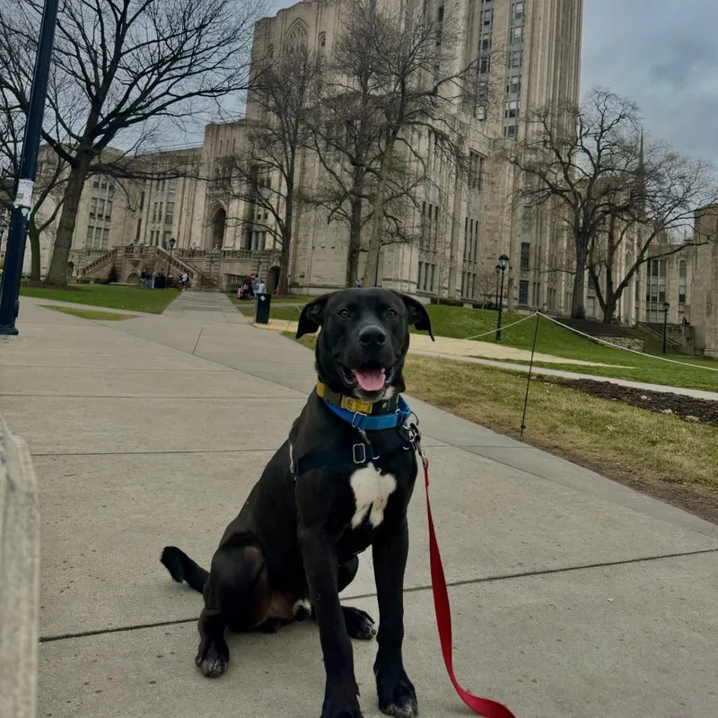 Brownie Sundae thumbnail 4