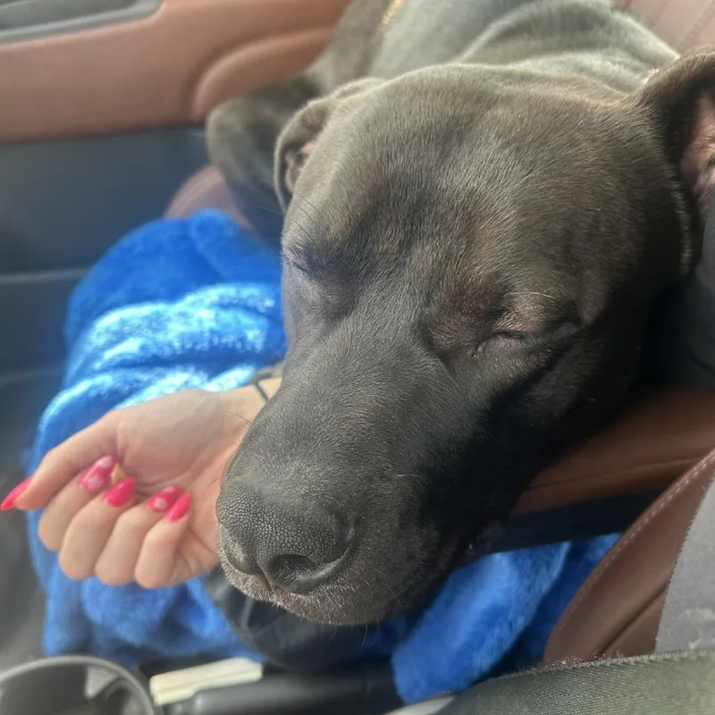 Brownie Sundae thumbnail 5