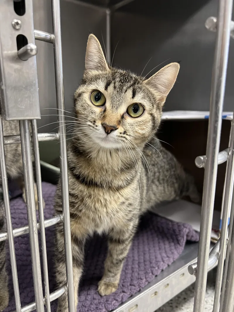 Fireheart thumbnail 2