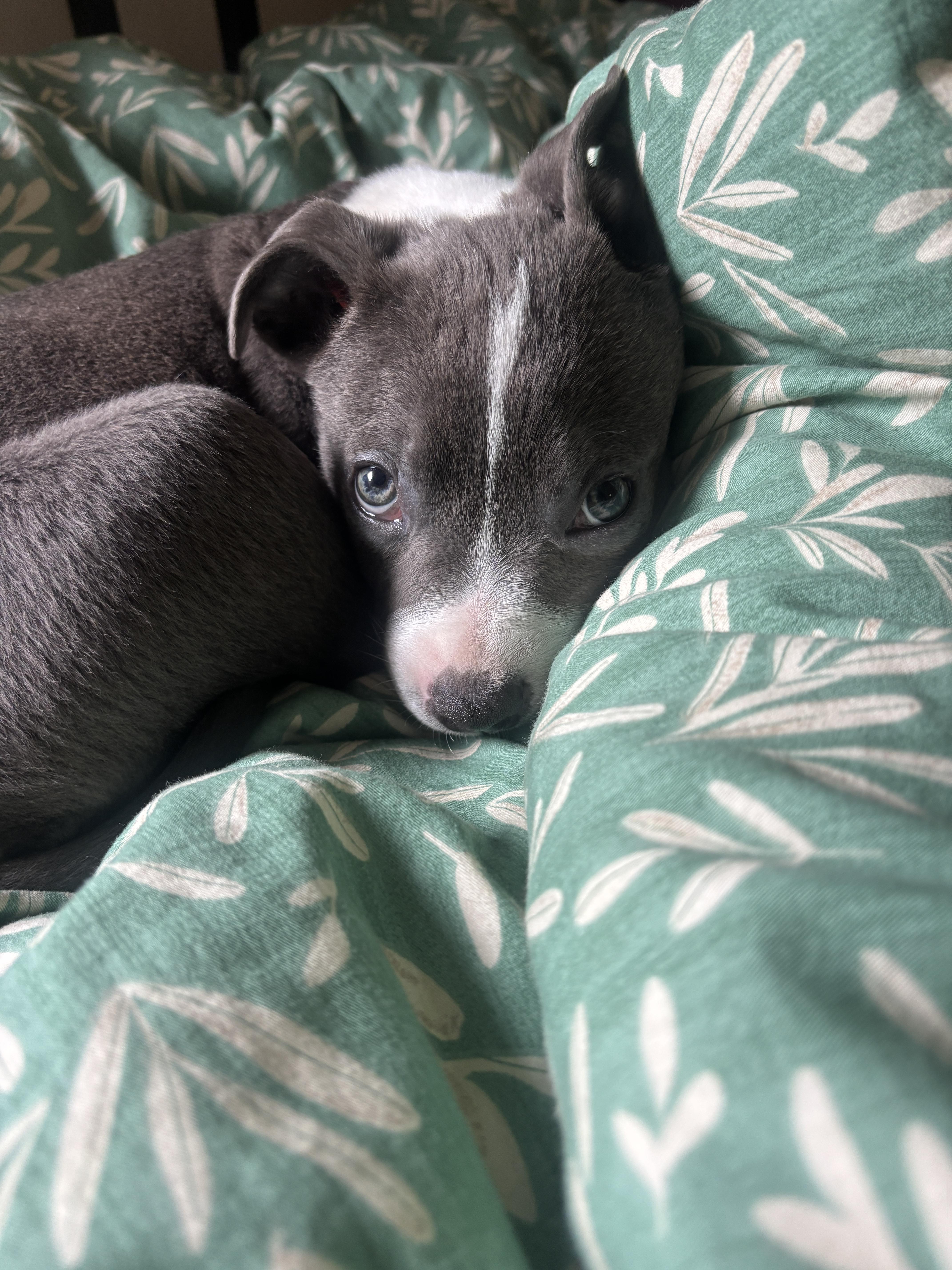 Miniblue thumbnail 2