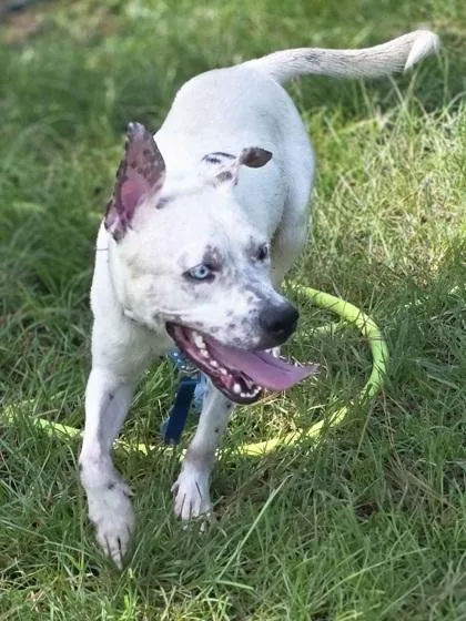 Vince Gill thumbnail 2