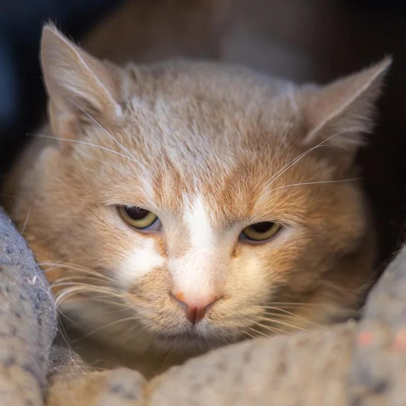 Sir Muttonchop thumbnail 3