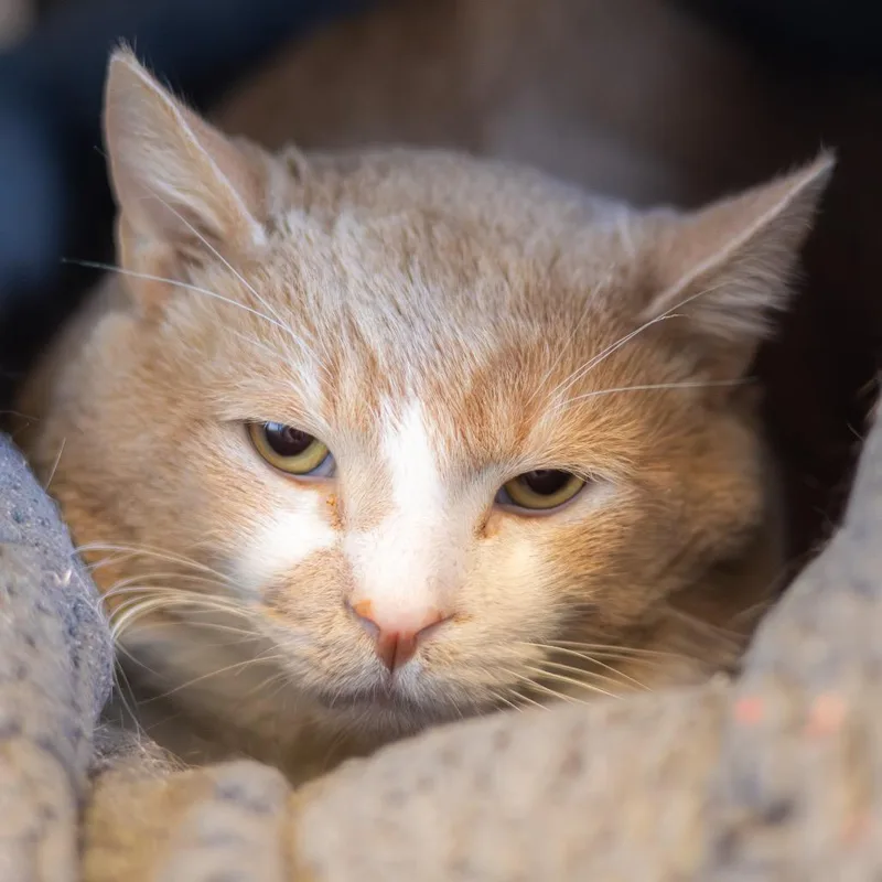 Sir Muttonchop thumbnail 4