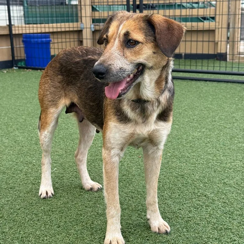 Clarabelle thumbnail 2