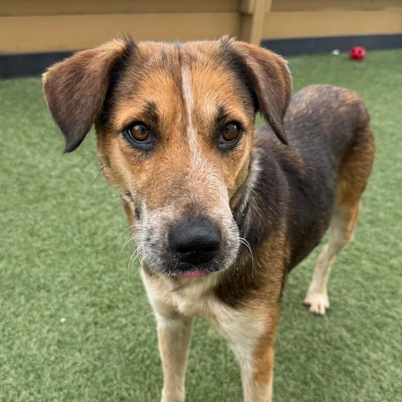 Clarabelle thumbnail 3