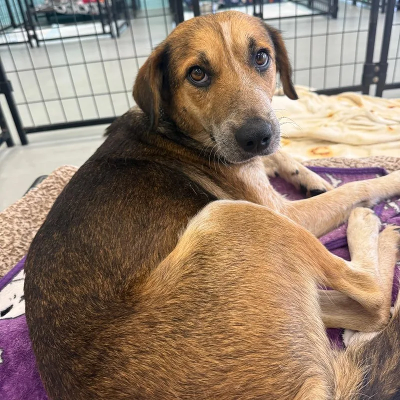 Clarabelle thumbnail 5