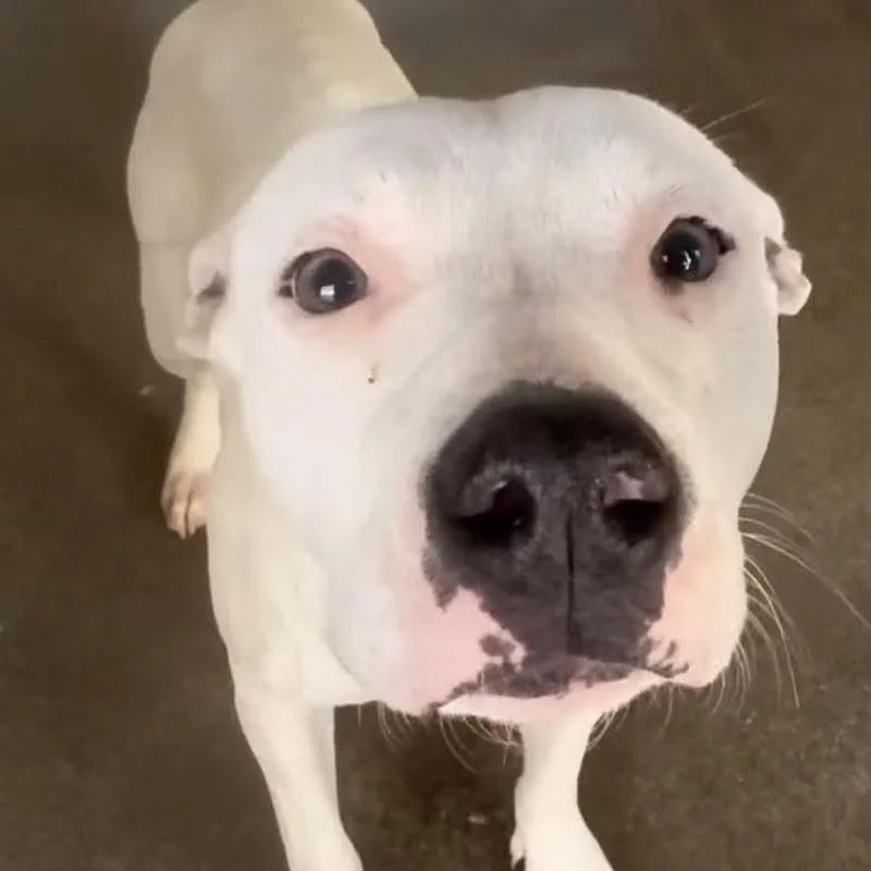 A young medium-sized female White / Cream Pit Bull Terrier dog named Anahi for adoption in Sacramento, CA