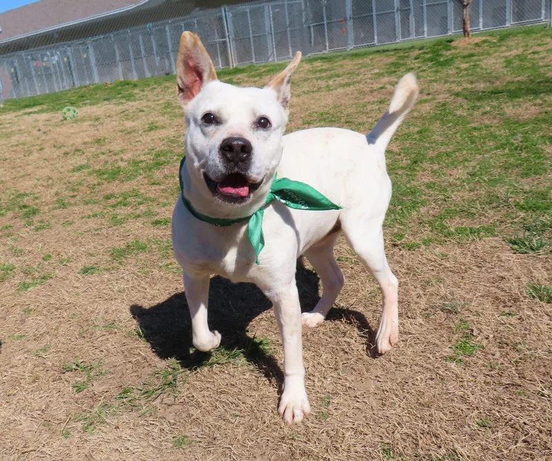 Brodie  Ca thumbnail 3