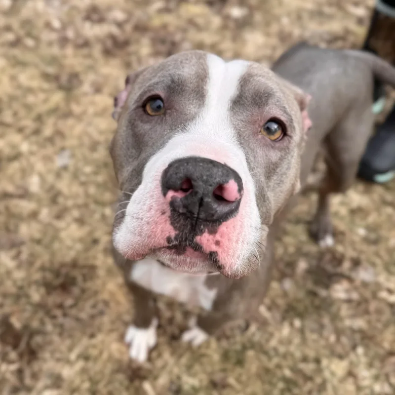 Biscotti thumbnail 2