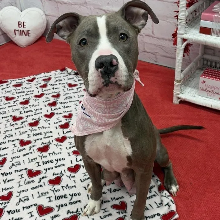 Biscotti thumbnail 3