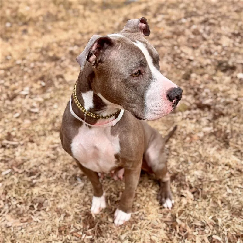 Biscotti thumbnail 4