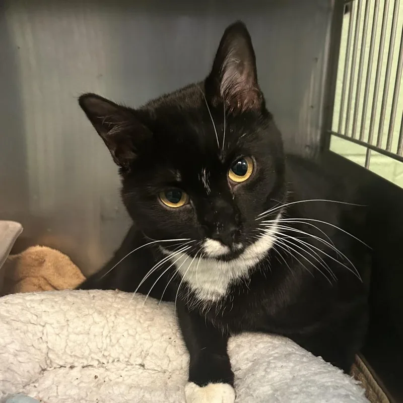 Crossword thumbnail 2