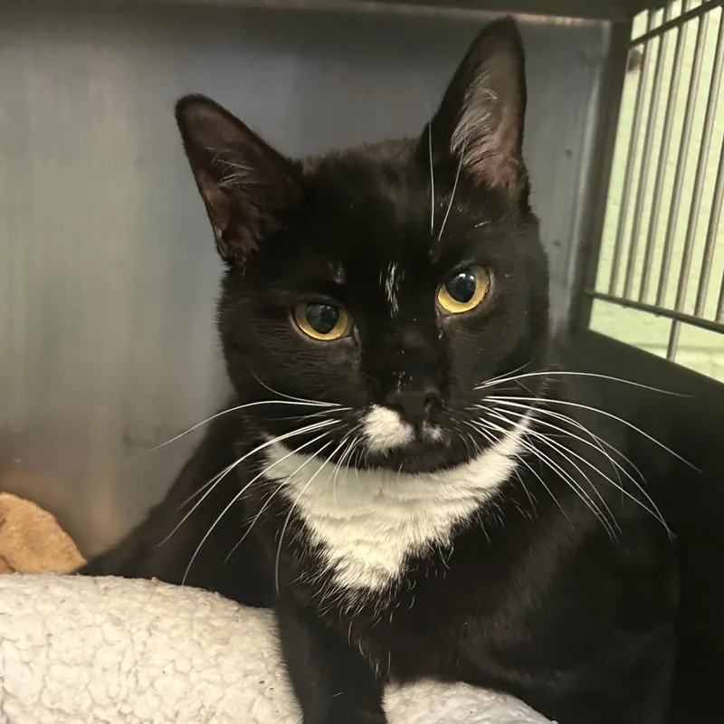 Crossword thumbnail 3