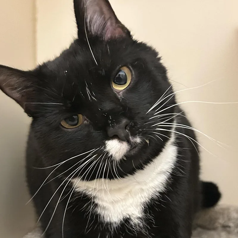 Crossword thumbnail 4