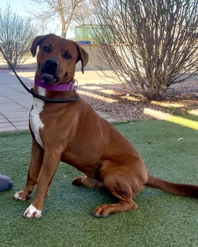 Clifford thumbnail 2