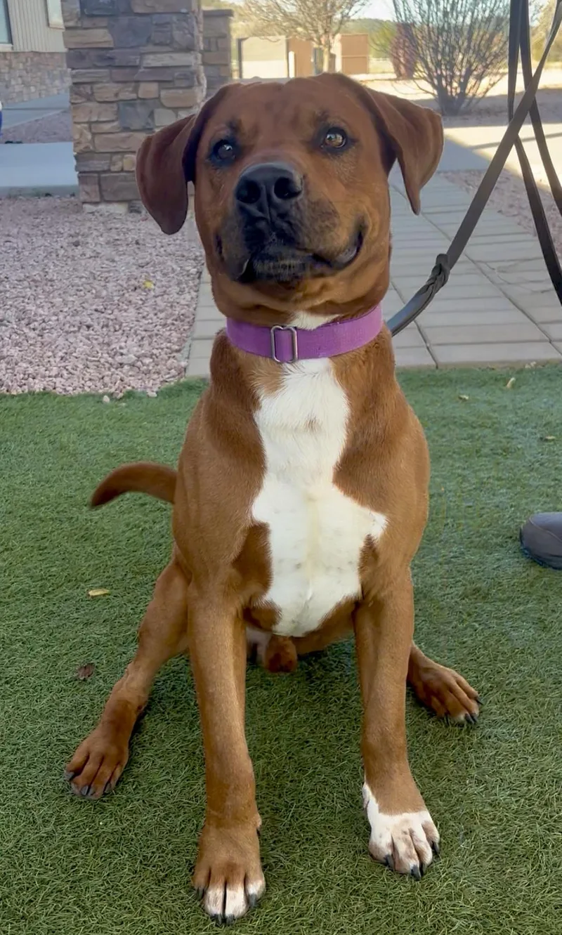 Clifford thumbnail 3