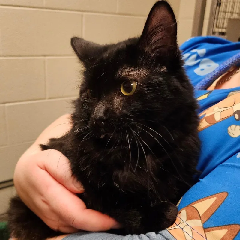 Salvador thumbnail 2