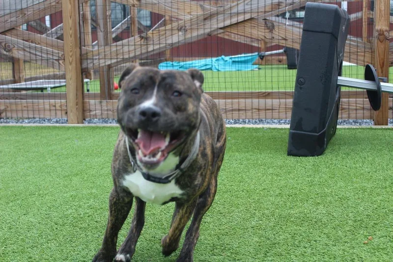 Scoobert thumbnail 2