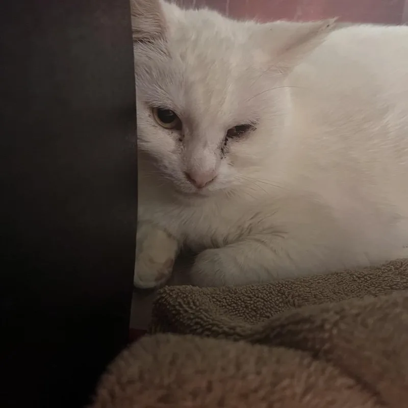 Snow White thumbnail 2