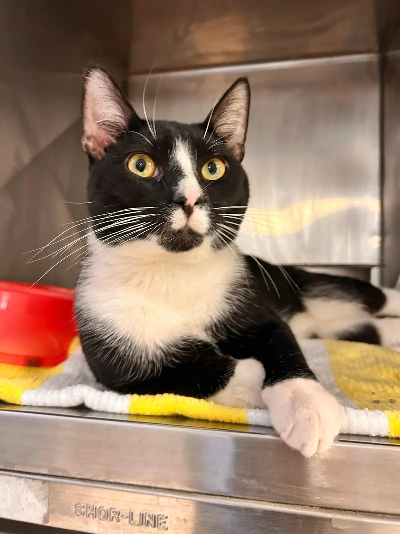 Spaghetti thumbnail 2