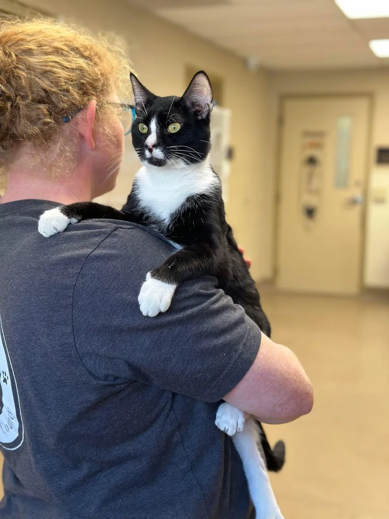 Spaghetti thumbnail 3