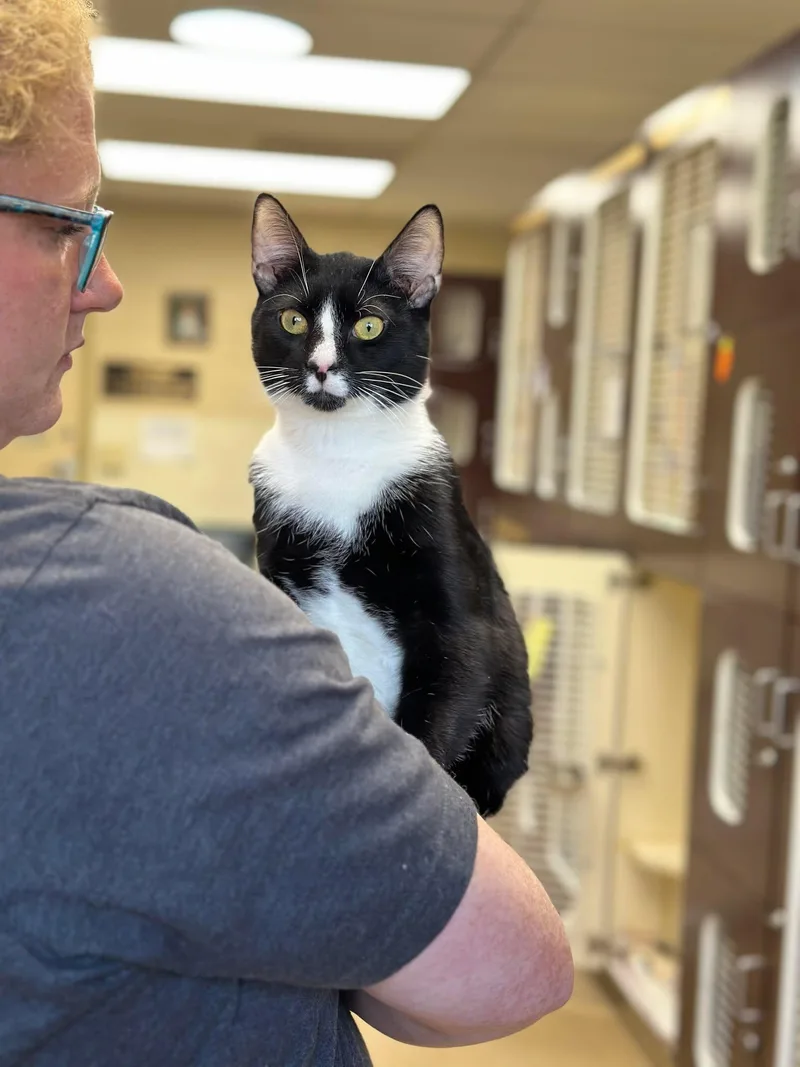 Spaghetti thumbnail 4