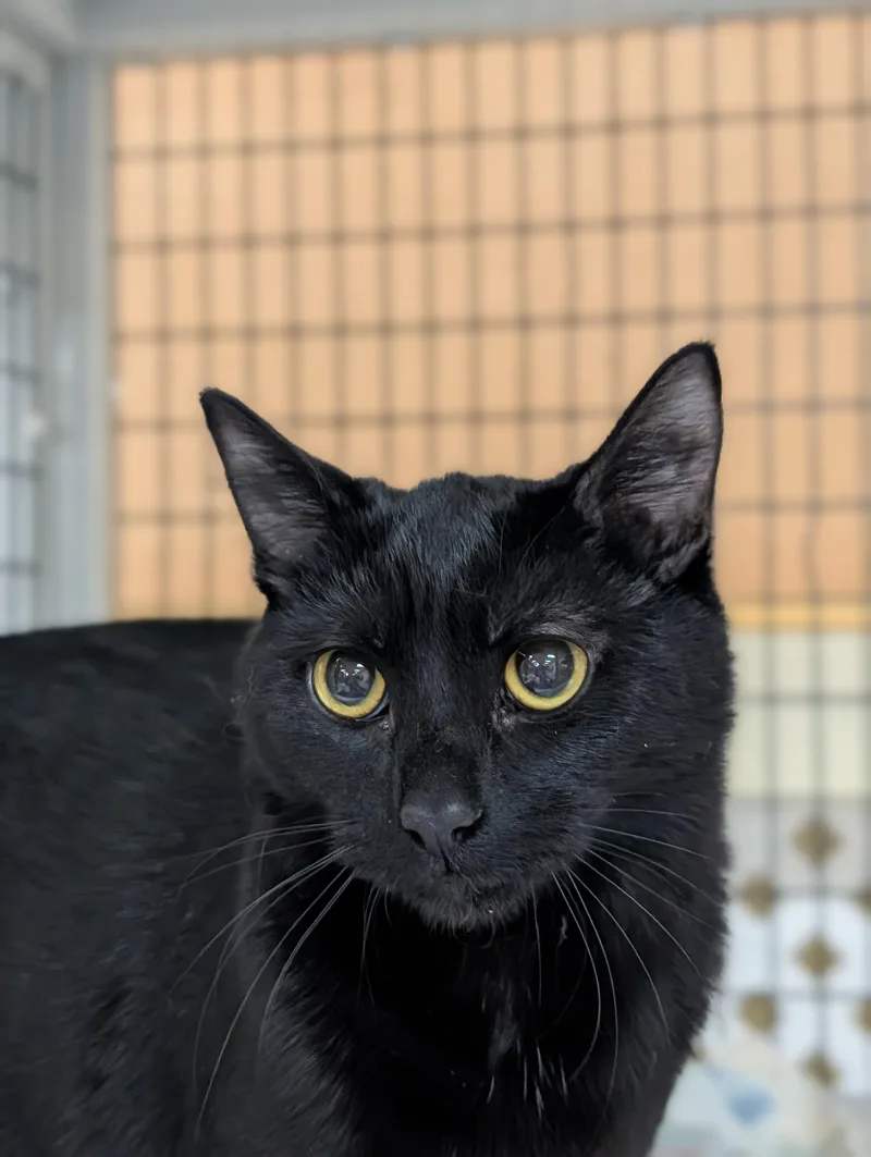 Raven Joy thumbnail 2