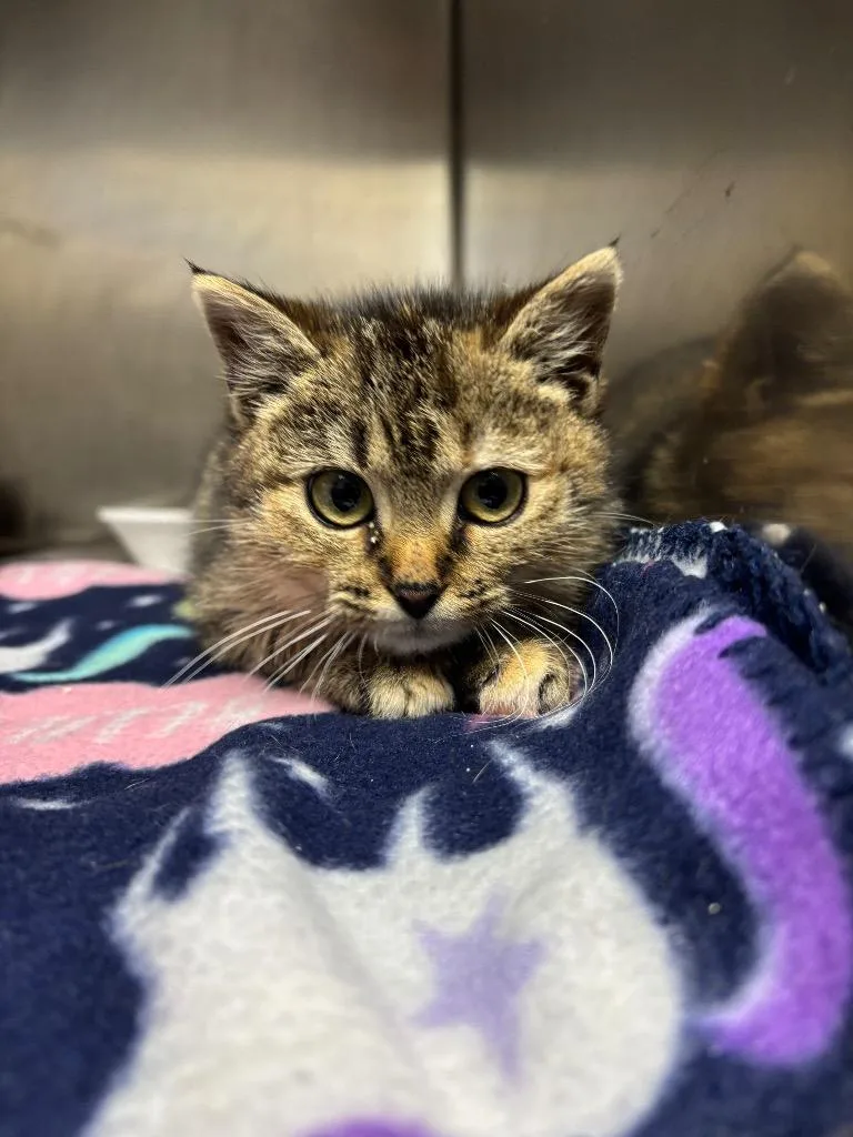 Sweetheart thumbnail 3