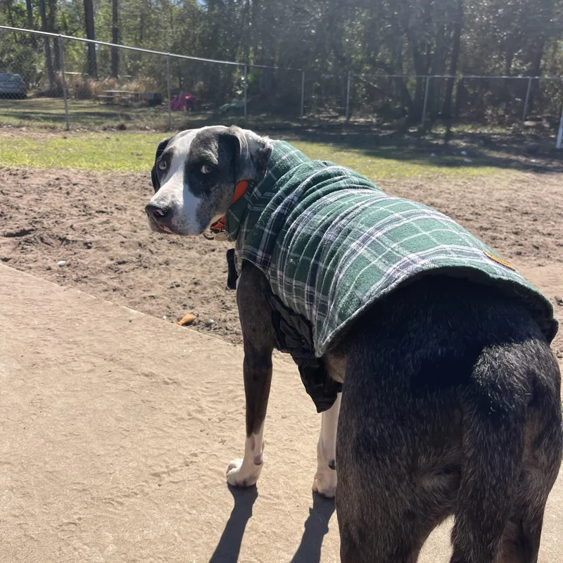 Tarzan & Jane thumbnail 4