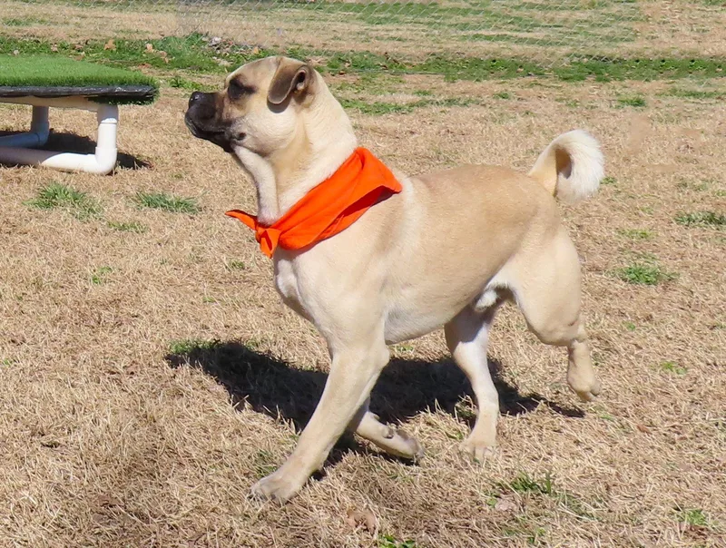 Mr Pickles  C thumbnail 2