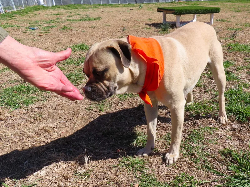 Mr Pickles  C thumbnail 3