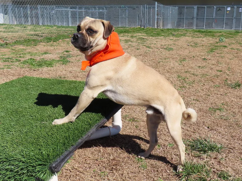 Mr Pickles  C thumbnail 4