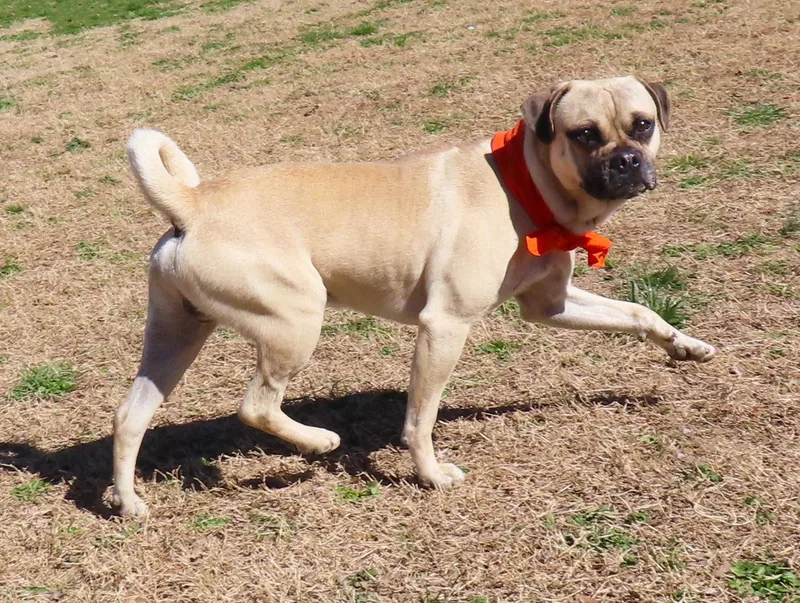 Mr Pickles  C thumbnail 5