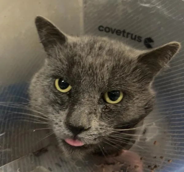 Mr. Baby Ii thumbnail 2