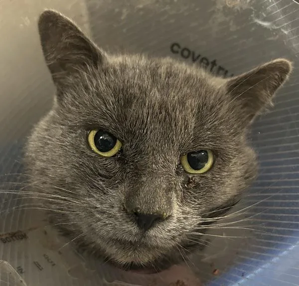 Mr. Baby Ii thumbnail 3