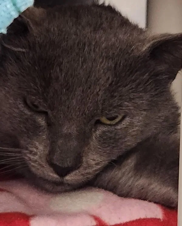 Mr. Baby Ii thumbnail 4