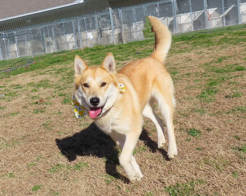 Tulli  C thumbnail 3