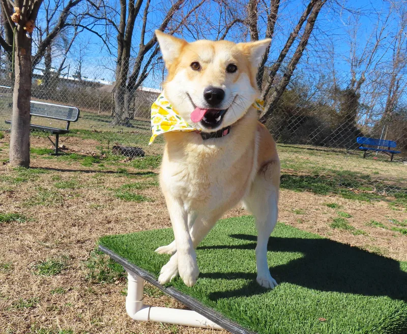 Tulli  C thumbnail 4