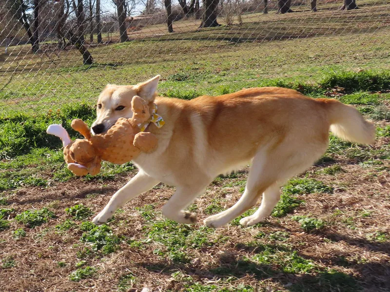 Tulli  C thumbnail 5