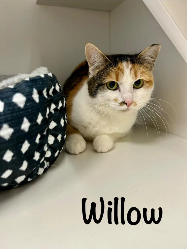 Willow thumbnail 2